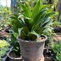 ราคา ต้นวาสนาเก้าชั้น ต้นใหญ่ฟอร์มสวย ในกระถางขนาด 8 นิ้ว ต้นไม้มงคล (25366408581)