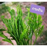 ราคา เมล็ด ซื้อ 4 ฟรี 1 ใหม่กระถิน 200 ใหม่็ด กระถินเล็ก กระถินใหม่พื้นเมือง กระถินทานยอด ใหม่ เพาะ (23265770454)