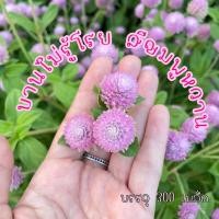 ราคา เมล็ดบานไม่รู้โรยสีชมพูหวาน (26550358707)