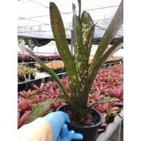 ราคา บิวเบิร์กเกียร์ # สับปะรดสี#bromeliad# ต้นไม้สวยงาม# ไม้ประดับ# ตกแต่งบ้าน#bromeliad# ไม้ประดับ# ไม้มงคล# ขายถูก (4811375710)