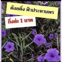 ราคา ต้อยติ่ง กิ่งต้อยติ่งฝรั่ง กิ่งฟ้าประทานพร( สีม่วง )กิ่งล่ะ 1 บาท กิ่งตัดสด (16280052590)