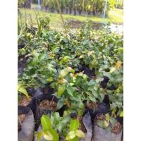 ราคา ต้นมะยมแดงกิ่งตอนหน้าปลูก (6063203184)