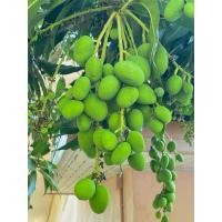 ราคา มะม่วงเบา สด ( 1 กิโลกรัม ) # ผลไม้ตามฤดูกาล # (8819370877)