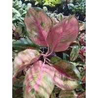 ราคา อโกลนีมา มิสเวิลด์ aglaonema Miss world (22674587119)