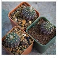 ราคา เมล็ดเฟเรีย frailea grahliana (275328539)