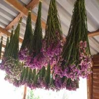 ราคา ดอกสแตติสแห้งธรรมชาติ ยาว 45-60 เซนติเมตร (3358856892)