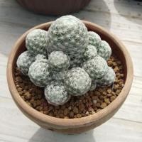 ราคา แมมลูกกอล์ฟ แคคตัส กระบองเพชร (mammillaria humboldtii) (13108273639)