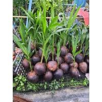 ราคา พันธุ์มะพร้าวน้ำหอมบ้านแพ้วต้นเตี้ยแท้% สูง25-50cm. ก้นจีบลูกดก รับประกันสายพันธุ์ (15741989051)