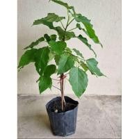 ราคา JK CURTAIN TM ต้นโพธิ์ สูง 40 - 60ซม.# ต้นโพธิ์โบราณ #ต้นไม้อายุยืน#ต้นไม้มงคล (ขายเป็นต้น =1ต้น) (27328398976)