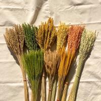ราคา ดอกไม้แห้ง รวงข้าวแห้ง หญ้าหางกระรอก หญ้าปีกนก ขายเป็นช่อ (7342748948)