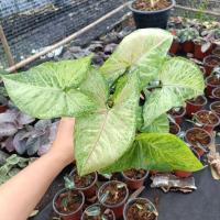 ราคา ออมนาค กระถาง 4 นิ้ว ใบใหญ่ คัดฟอร์มสวย ต้นออมนาค ออมนาคใบใหญ่ (11773697387)