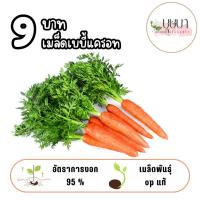 ราคา เมล็ดเบบี้แครอท 9บาท 100เมล็ด (44405497495)