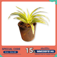 ราคา ต้นเศรษฐีเรือนนอก ต้นไม้ฟอกอากาศ (5550409288)