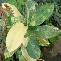 ราคา เศรษฐีวินสันด่างฟอร์มสวย (10251461589)