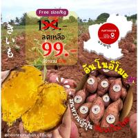 ราคา Oishi-Fresh มันหวานญี่ปุ่น อันโนะ อิโมะ (ANNOU IMO) Size M หวานนุ่ม เนื้อฉ่ำ เหนียวหนึบ 1กิโลกรัม จัดส่ง 24 ชม. (22952774739)