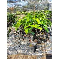 ราคา ต้นละไม เสียบยอดแล้ว (6855628673)