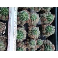 ราคา แคคตัส อิซินอปซิส ฟอร์มกอ จัดส่งแบบถอดกระถาง (11736040078)