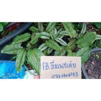 ราคา คล้าขุนแผนเรียกทรัพย์เหมาะทางด้านค้าขาย‼️ส่งทั้งกระถางในกระถางมีหลายต้น‼️ (5293854577)