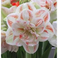 ราคา 1 หัวว่าน ว่านสี่ทิศ ฮอลแลนด์ Amaryllis Nymph 22-24 ซม (5188086988)