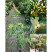 ราคา ต้น ต้นเสียบยอด สูง60cm ลำดวนทวาย หอมนวล ลำดวนเเคระ ต้นลำดวนทวาย ต้นหอมนวล ต้นลำดวนเเคระ Sphaerocoryne lefevrei / (27004437371)