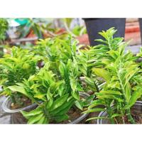 ราคา ใหญ่ไซส์แม่พันธุ์คุ้มสุด‼️(ตัดกิ่งสด15+ CM.= 5ต้น)บันไดเศรษฐีหรือว่านตีนตะขาบ (12010670512)