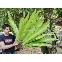 ราคา เฟิร์นข้าหลวงM ต้นเฟิน ข้าหลวง เฟิร์นหลังลาย เฟิร์นข้าหลวง เฟิร์นข้าหลวงหลังลาย เฟิร์นรังนก เฟิร์นข้าหลวงโอซ (42668606139)