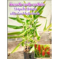 ราคา ต้นกระทือ กระทือ กระทือป่า ใช้ปลูกเป็นไม้ประดับ แก้ร้อนใน ท้องอืดท้องเฟ้อ หน่ออ่อนนำมาทำแกงเผ็ด แกงไตปลา กินกับน้ำพริก (25483777138)