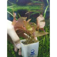 ราคา Elegant Lotus(บัวฮอลแลนด์)(ต้นไม้น้ำ)​ (17961339396)