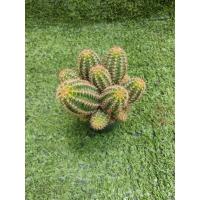 ราคา ต้นอิชินอปซิส Chamaecereus (Peanut cactus) ต้นเดี่ยวเเบบตัดยอด ฟอร์มกอ ในกระถาง1นิ้วครึ่ง (26901967986)