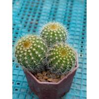 ราคา แคคตัสกลีบมะเฟืองทอง(Parodia schumanniana) กระถาง 3 ต้น ขนาดกระถาง 2 นิ้ว 3 ภาพสุดท้ายเป็นตัวอย่างดอก (40302974235)