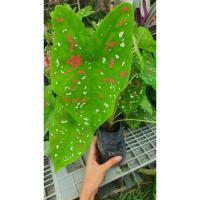 ราคา บอนสี สาวน้อยปะแป้ง สาวน้อยประแป้ง (3789712804)