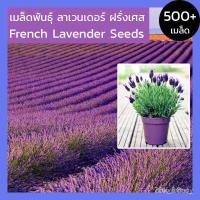 ราคา ผลิตภัณฑ์ใหม่ เมล็ดพันธุ์ [500 เมล็ด] เมล็ดพันธุ์ ลาเวนเดอร์ ฝรั่งเศส หรือ ลาเวนเดอร์สเปน เมล็ดลาเวนเดอร์ Frenc /ดอก WSZ (18265785196)