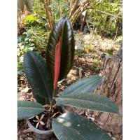 ราคา ยางอินเดียดำ India Rubber Fig (25774694279)