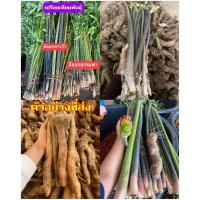 ราคา (1กก.)(ขาย หัวพันธุ์) ต้น หัว อีลอกหางวัว อีลอกต้นใหญ่ หัวอีลอกหางวัว หัวอีลอกต้นใหญ่ อีลอก ต้นอีลอก (9890259756)