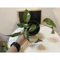 ราคา อิพิด่างขาว ด่างสวย ลายชัด (7892748192)