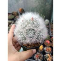 ราคา แมมขนมแกะผสมขนแมว ฟอร์มกอ (19022147123)