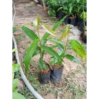 ราคา ต้นอโศกอินเดีย ไม้ยืนต้นทรงสูง (29980902370)