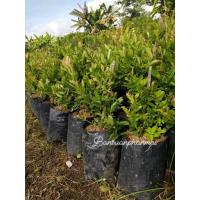 ราคา ต้นมะม่วงหาวมะนาวโห่ (28009431383)