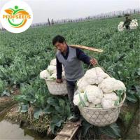 ราคา เมล็ดพันธุ์ กะหล่ำดอก สีม่วง ( purple cauliflower seeds for planting) บรรจุ 200 เมล็ด-PPOP SEEDS (56303830143)