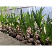 ราคา หน่อมะพร้าวน้ำหอม ต้นเตี้ย (8634903551)