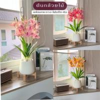ราคา [ออกใบกำกับภาษีได้] ต้นกล้วยไม้เสมือนจริงพร้อมกระถางมินิมอล(พร้อมส่ง) สูง 65 ซม. ต้นไม้เสมือมจริง ต้นไม้มงคล ตกแต่งบ้าน (23281006256)