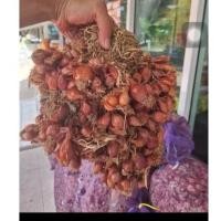 ราคา พันธุ์หอมแดง พร้อมปลูก จังหวัดศรีษเกษ1กิโล 100บาท (14021757733)