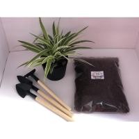 ราคา ปุ๋ยคอก SIZE M มูลนมวัว 100% ปุ๋ยคอก ขี้วัวนม ปุ๋ยขี้วัวนม 180 G (10705778183)