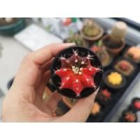 ราคา C10 แคคตัส​ ยิมโนคาลิเซียมไม้ด่างหัวสี​ GYMNO​ CALYCIUM​ CACTUS​ (6891128348)