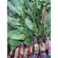 ราคา ฝรั่งกิมจู (10กิ่ง)กิ่งตอน (13480275566)