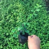 ราคา ต้นชาฮกเกี้ยน ชาดัด ปลูกทำแนวรั้ว(1ชุดมี5ต้น ชุดละ20บาท) (7593952818)