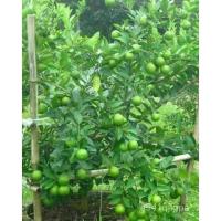 ราคา เมล็ด ขายกิ่งใหม่มะนาวแป้นสุขประเสริฐกิ่งละ 100 เพาะเปลือกบางน้ำเยอะทนโรคแคงเกอร์กลิ่นหอมกิ่งใหม่ 60- ผักบุ้ (19179032364)