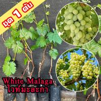 ราคา 1 ต้นองุ่น White Malaga ต้นพันธุ์องุ่นไวท์มะละกาเสียบยอดสูง 40-60 ซม. ต้นองุ่นสายพันธุ์เก่าแก่จากเมืองมาลากา สเปน (56851840280)