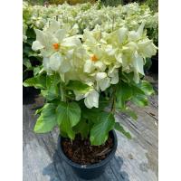 ราคา ต้นดอนญ่าดอกสีขาว (กระถาง 11 นิ้ว) ไม้พุ่มประดับ ออกดอกตลอดปี (27174835925)