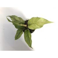 ราคา ต้นโชคเก้าชั้นด่างขาว (11135515657)